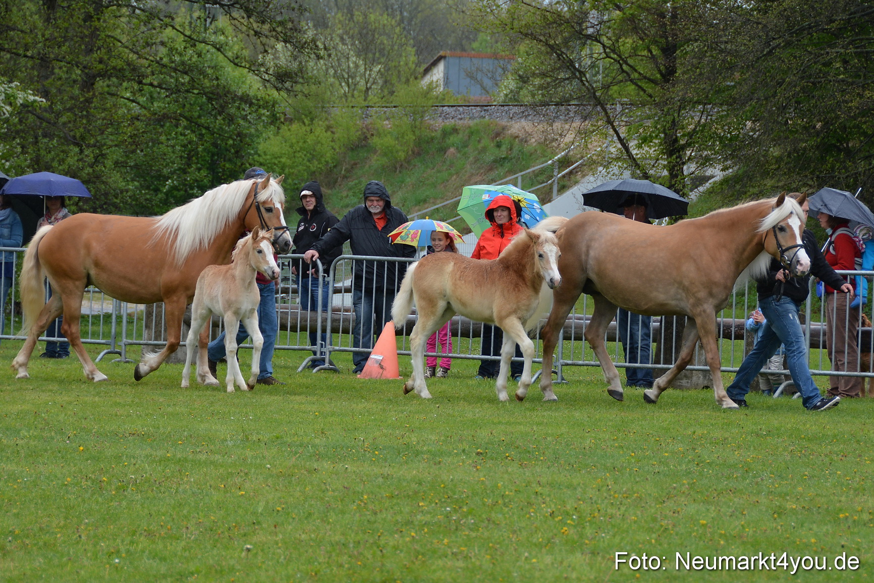 Haflingertreffen Fruehlingsfest 010515 0091