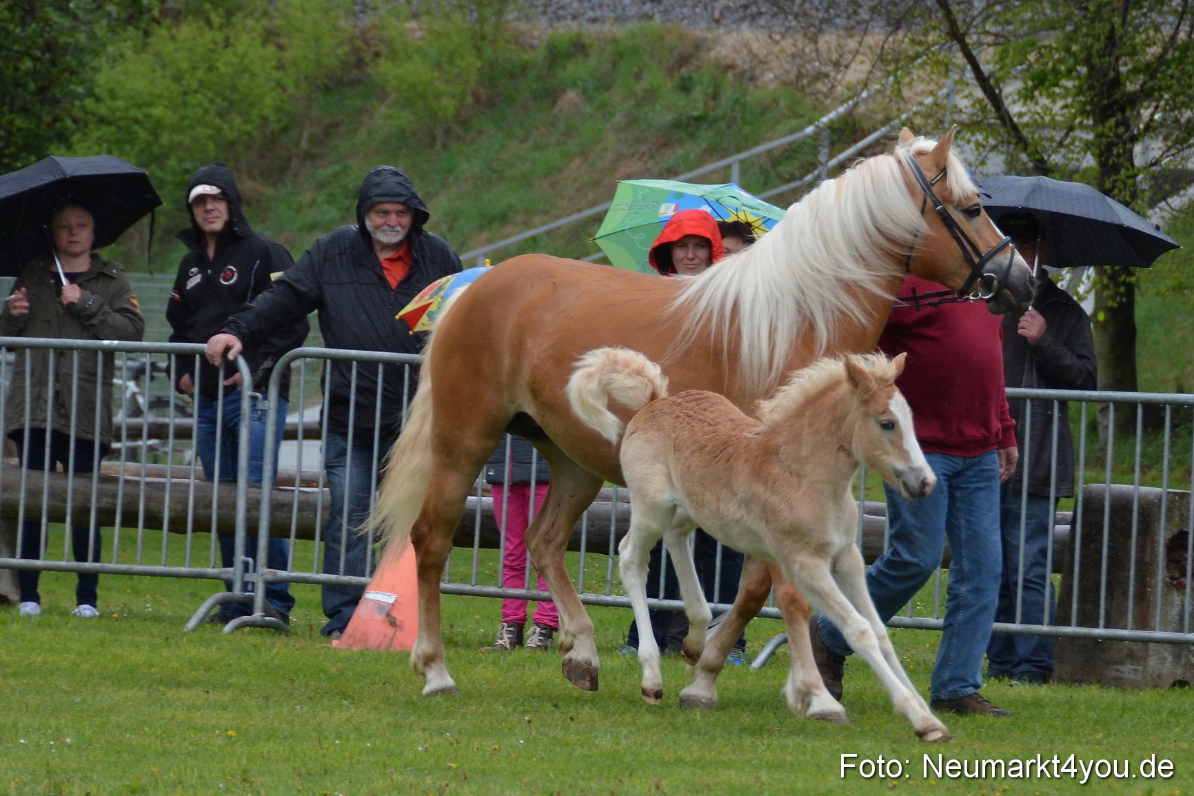 Haflingertreffen Fruehlingsfest 010515 0092