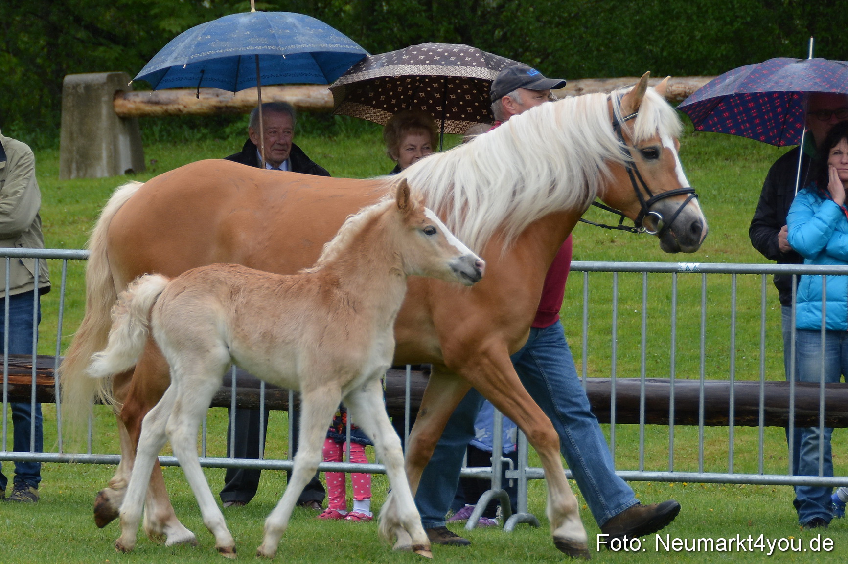 Haflingertreffen Fruehlingsfest 010515 0093