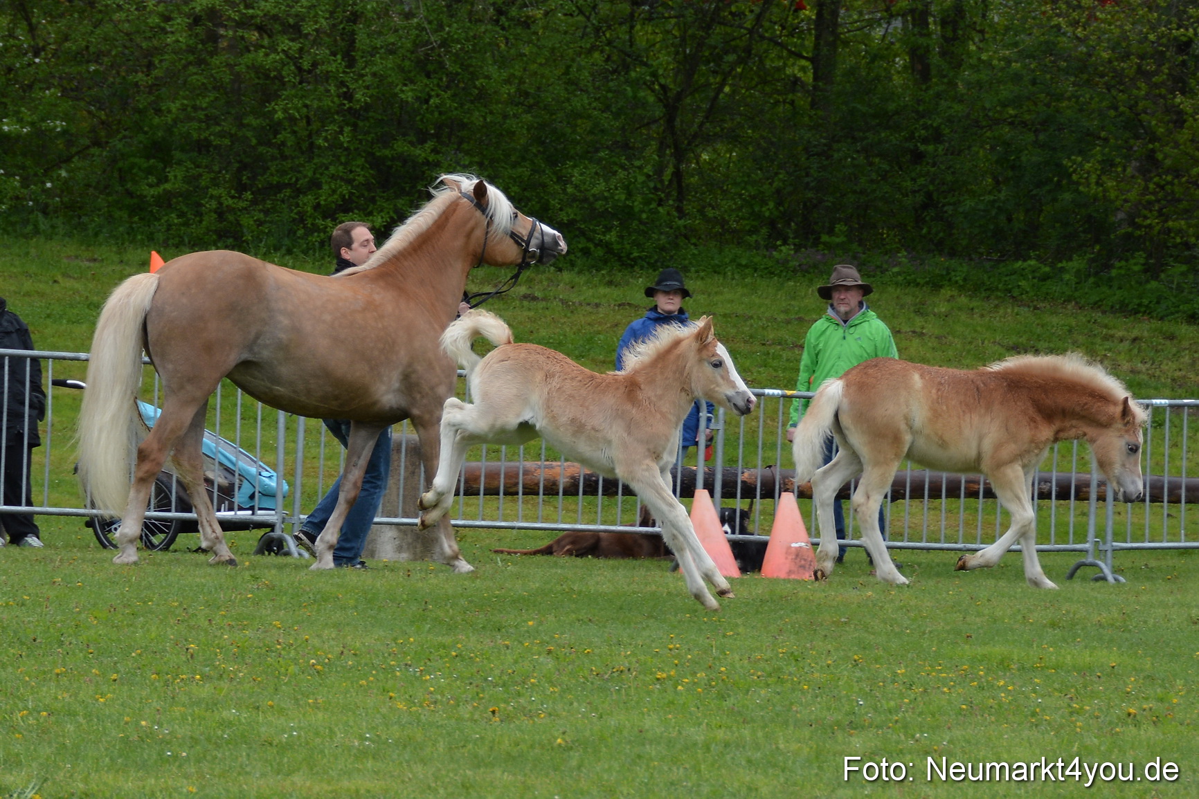 Haflingertreffen Fruehlingsfest 010515 0095