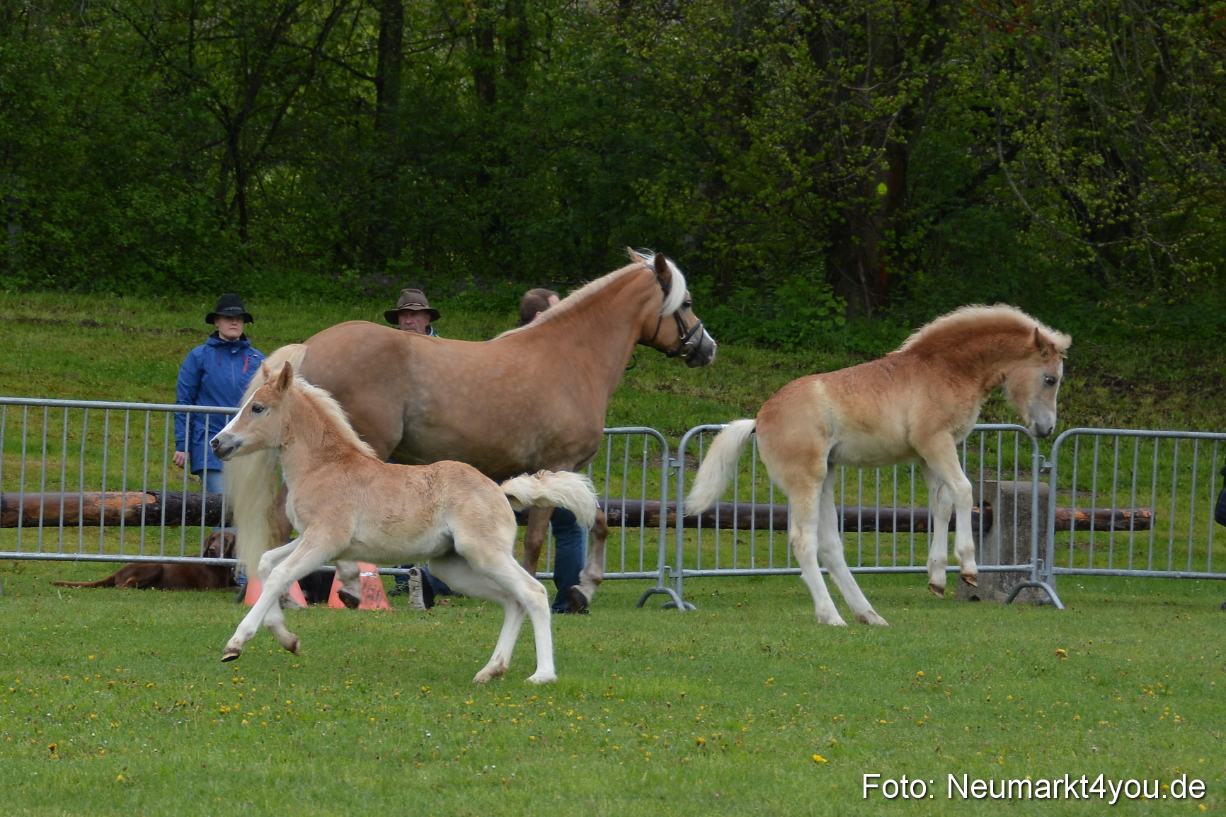 Haflingertreffen Fruehlingsfest 010515 0096