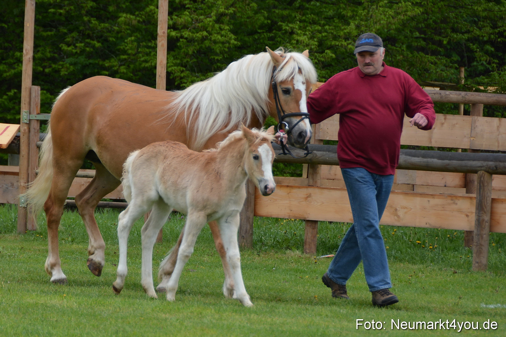 Haflingertreffen Fruehlingsfest 010515 0097
