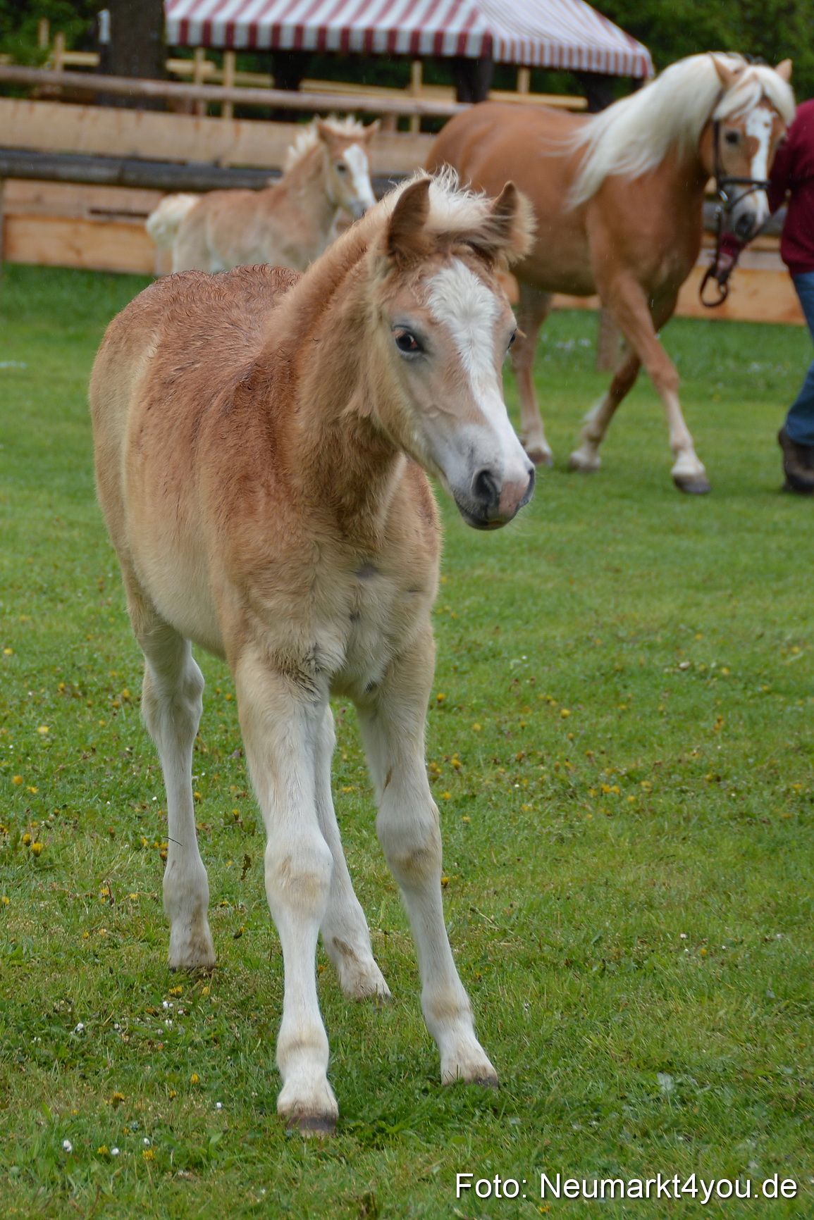 Haflingertreffen Fruehlingsfest 010515 0098