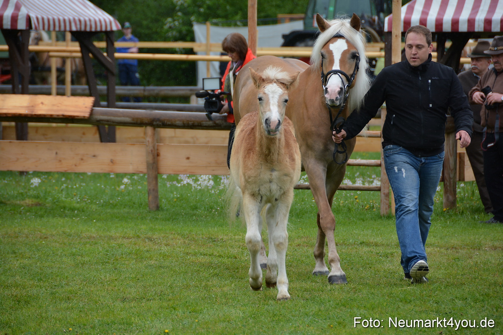 Haflingertreffen Fruehlingsfest 010515 0099