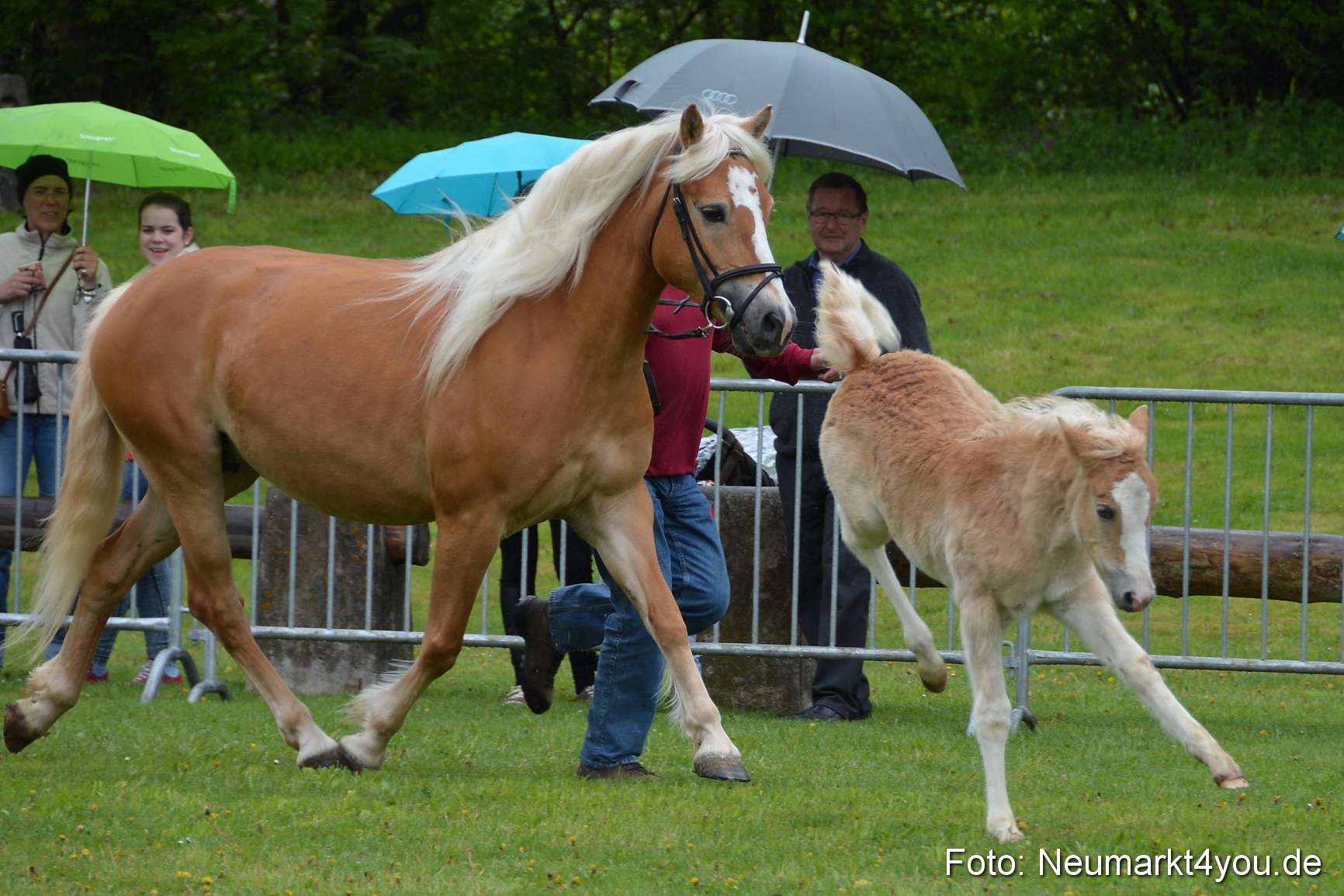 Haflingertreffen Fruehlingsfest 010515 0102