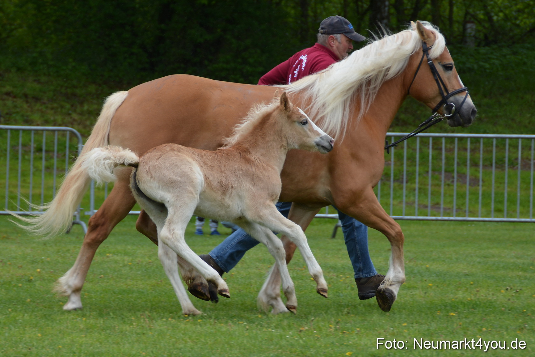 Haflingertreffen Fruehlingsfest 010515 0103