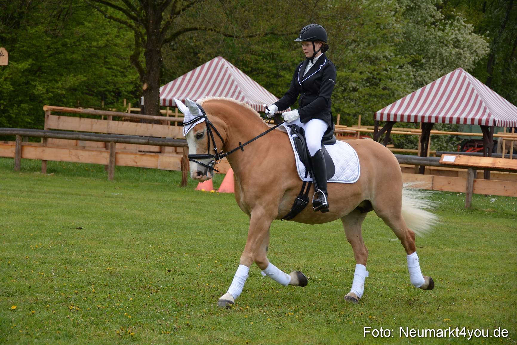 Haflingertreffen Fruehlingsfest 010515 0122