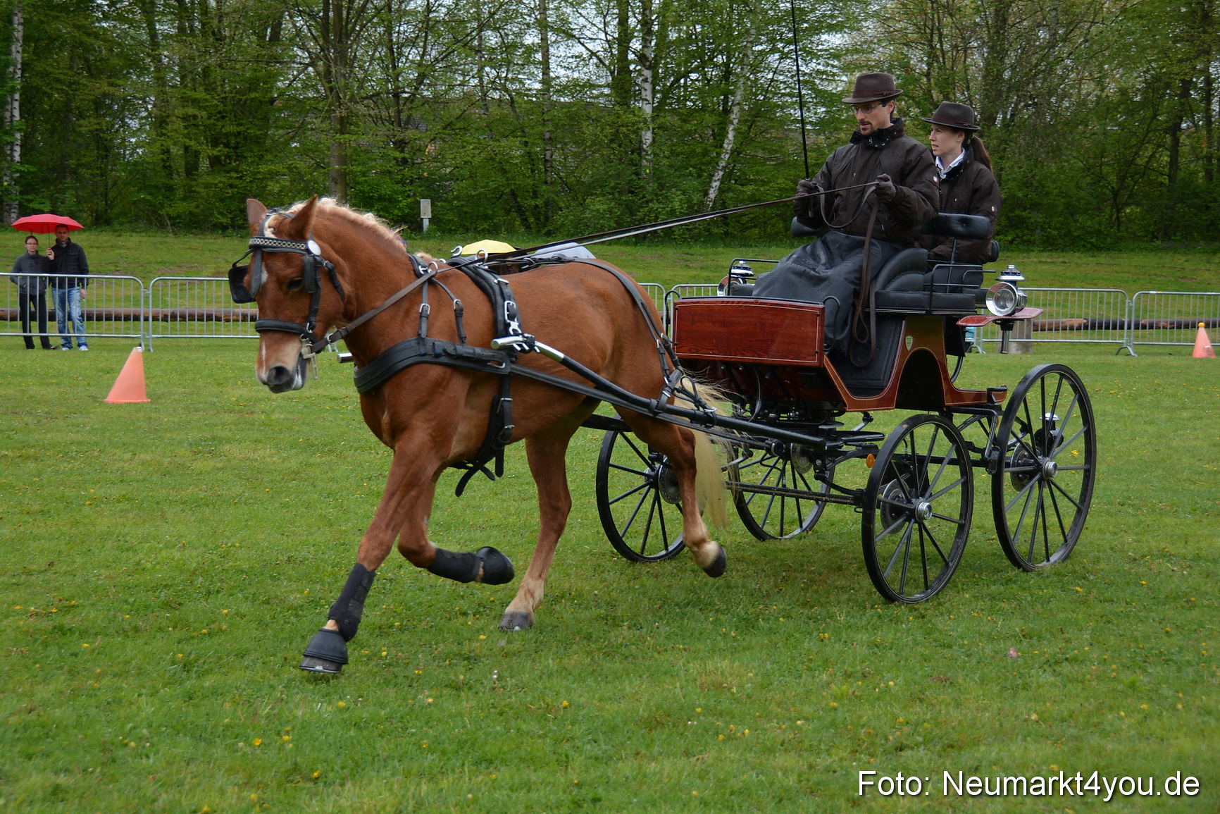 Haflingertreffen Fruehlingsfest 010515 0129