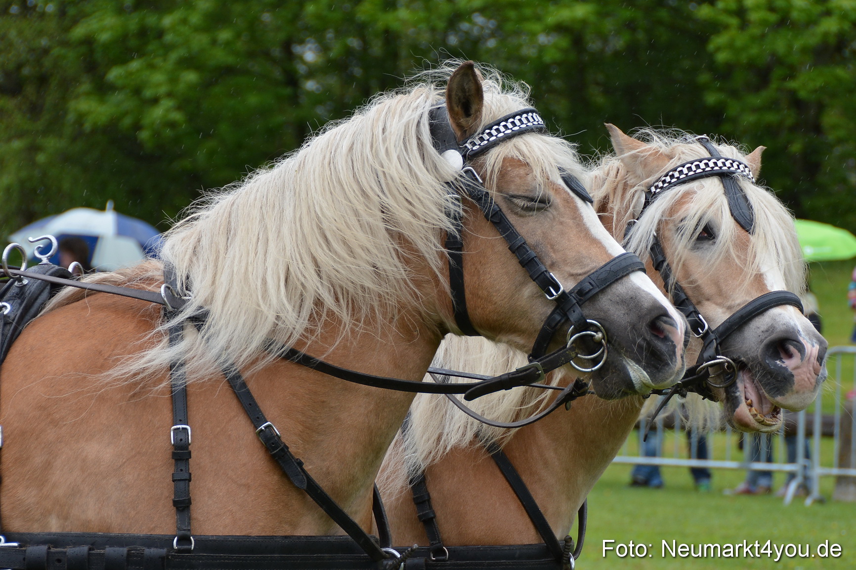 Haflingertreffen Fruehlingsfest 010515 0133