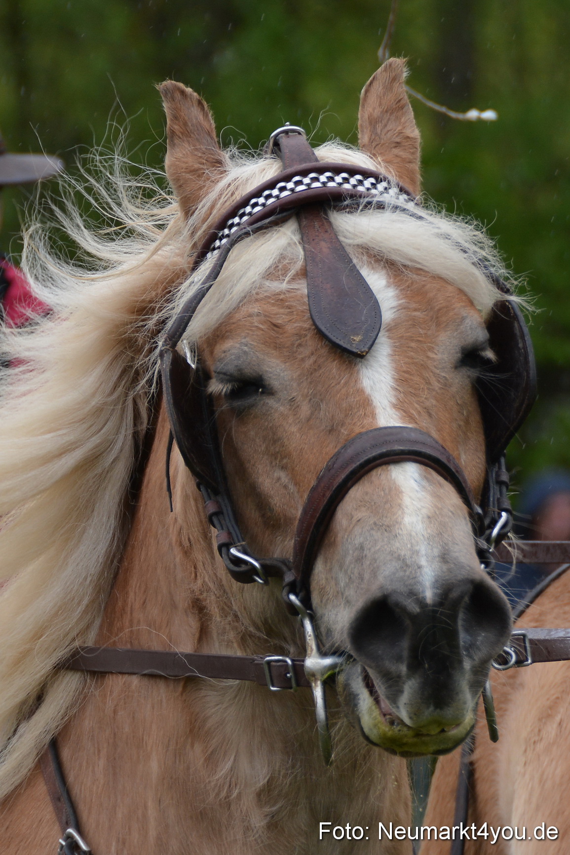 Haflingertreffen Fruehlingsfest 010515 0137