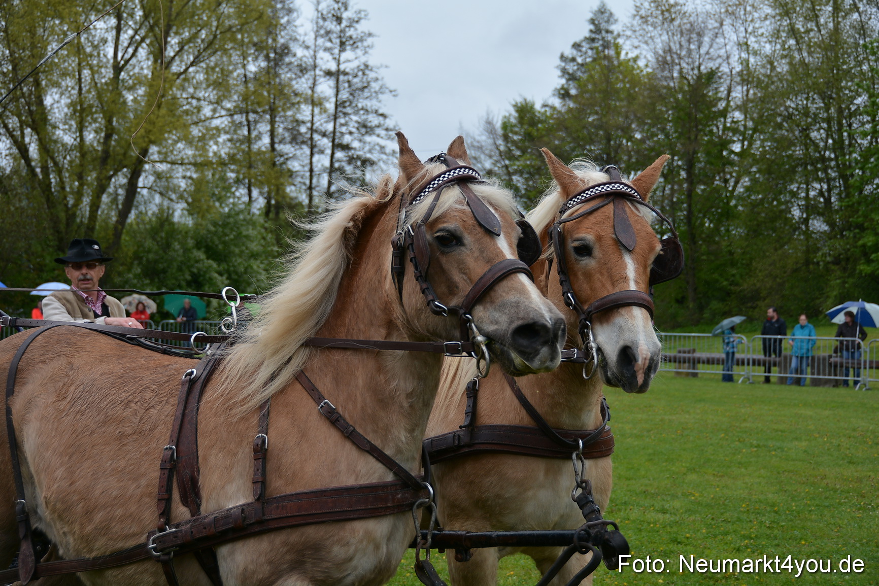 Haflingertreffen Fruehlingsfest 010515 0138