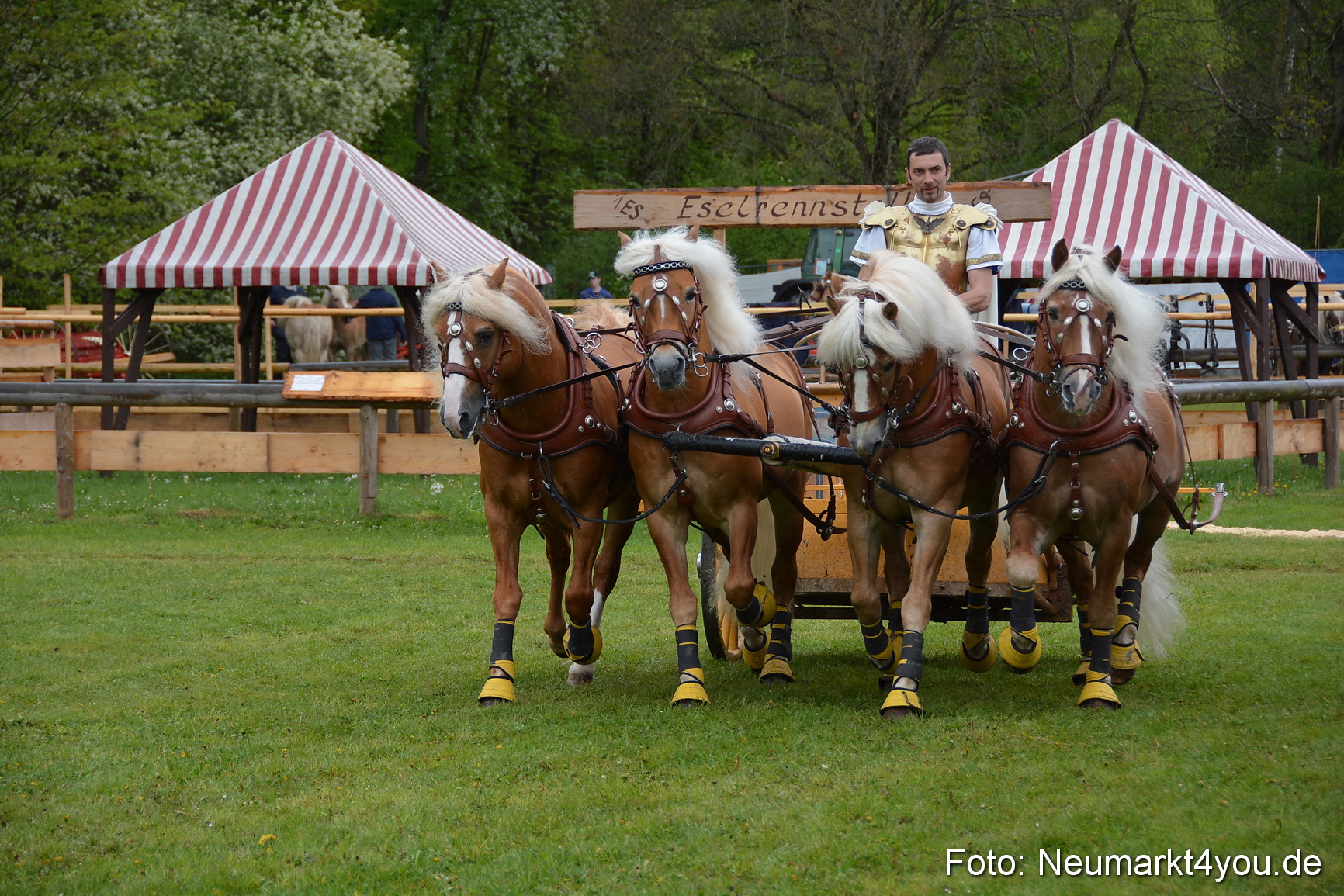 Haflingertreffen Fruehlingsfest 010515 0139