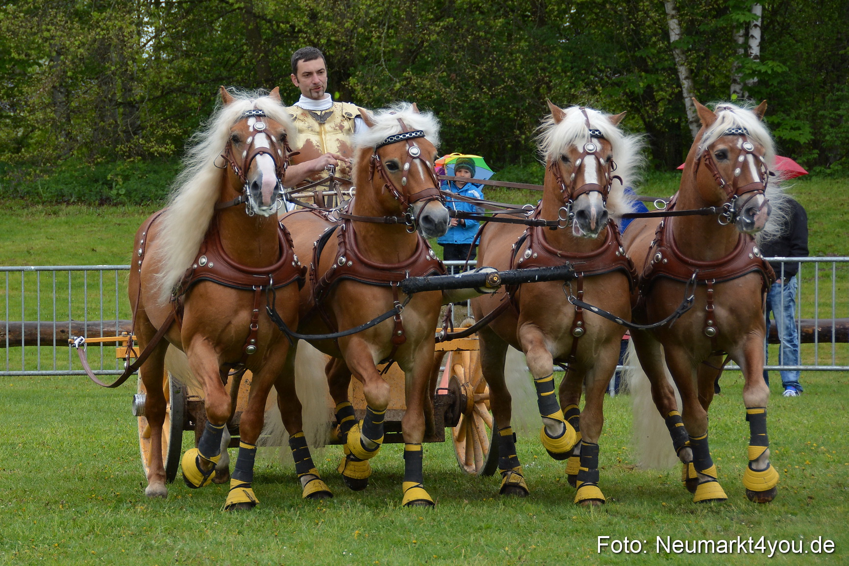 Haflingertreffen Fruehlingsfest 010515 0148