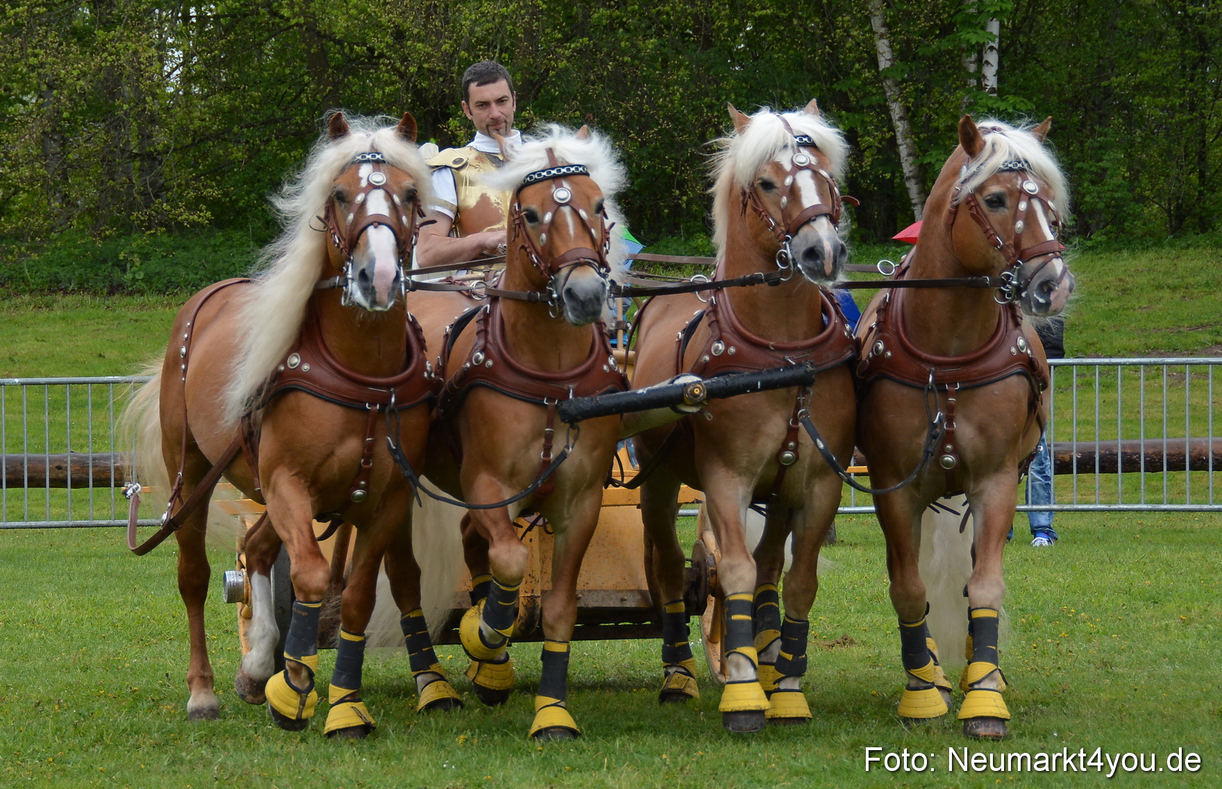 Haflingertreffen Fruehlingsfest 010515 0149