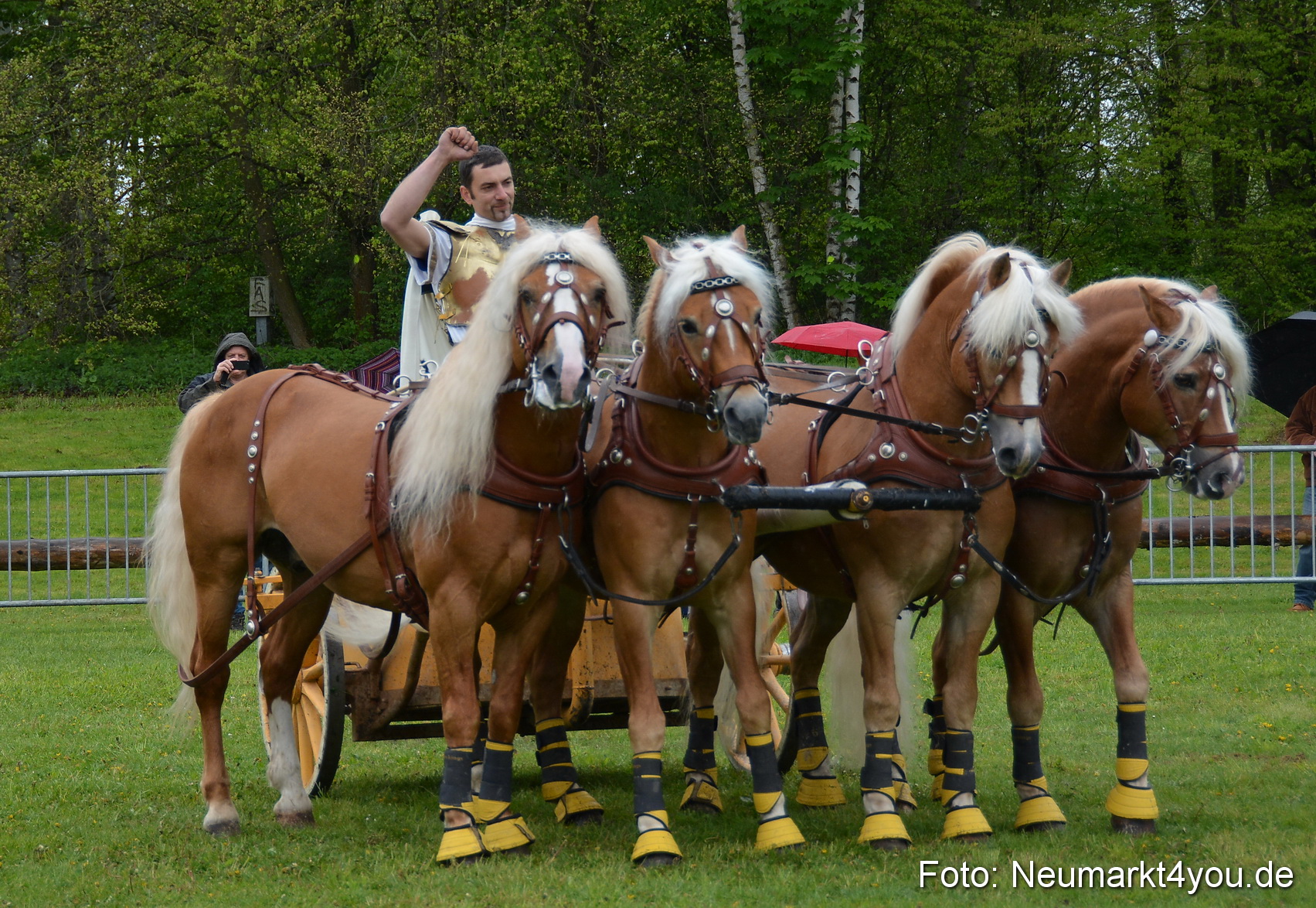 Haflingertreffen Fruehlingsfest 010515 0150