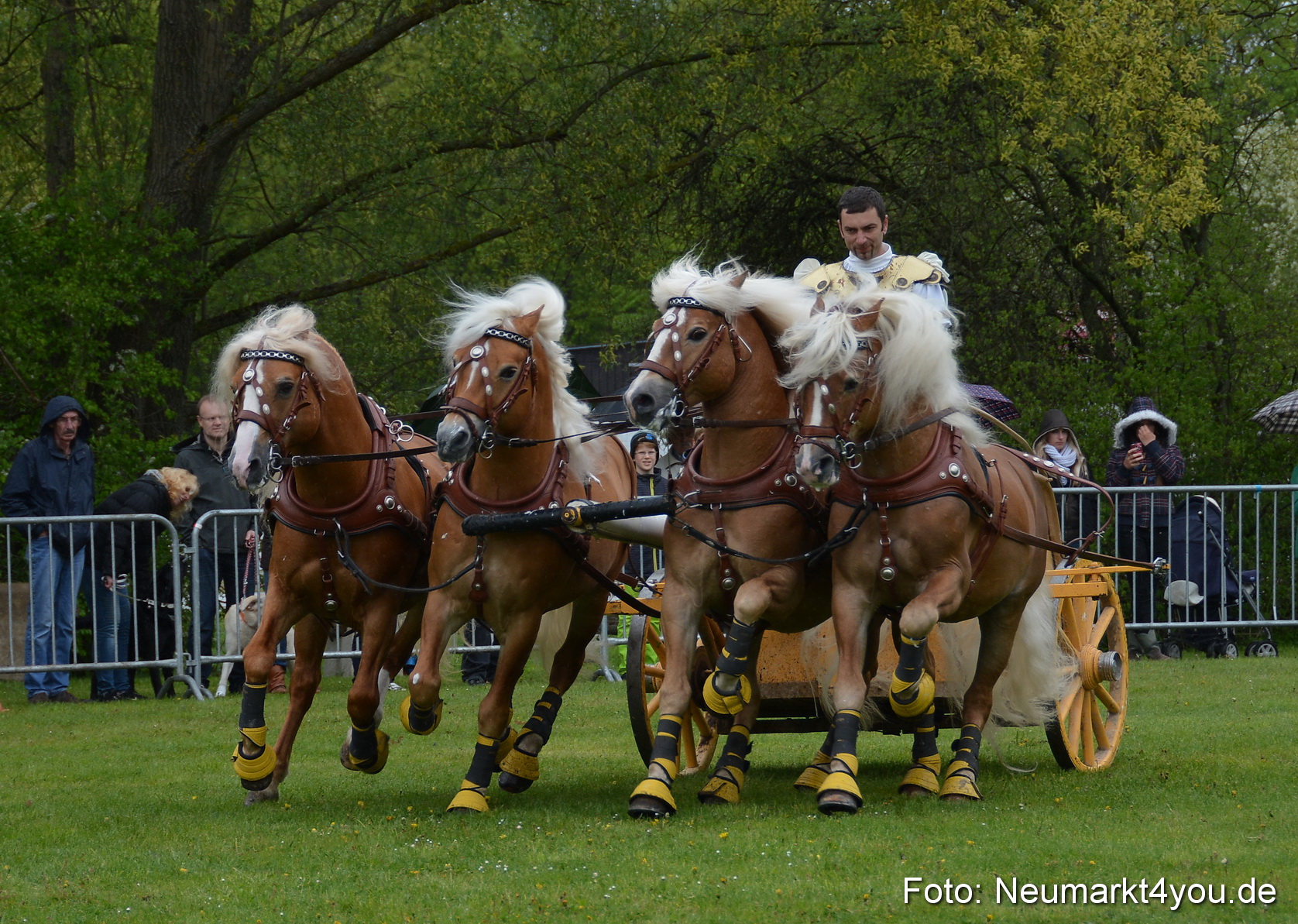 Haflingertreffen Fruehlingsfest 010515 0154