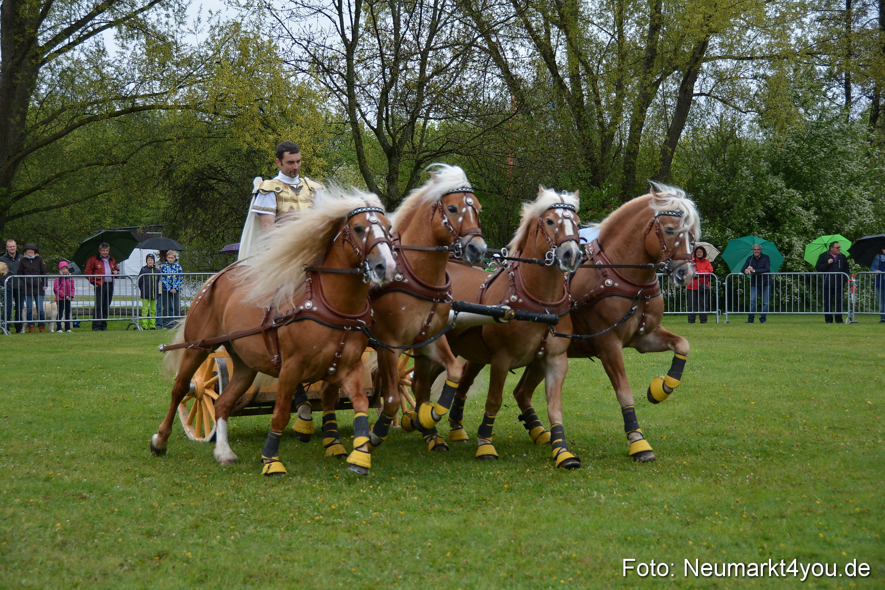 Haflingertreffen Fruehlingsfest 010515 0156