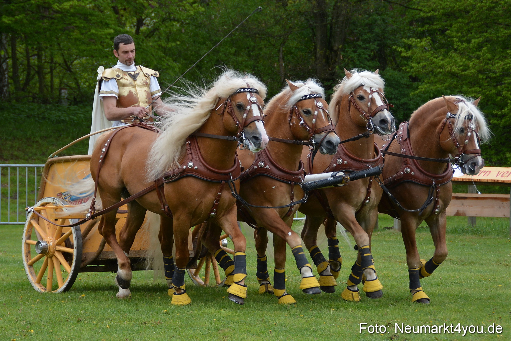 Haflingertreffen Fruehlingsfest 010515 0157