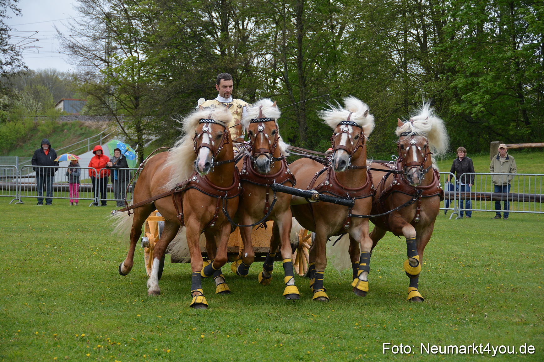 Haflingertreffen Fruehlingsfest 010515 0163