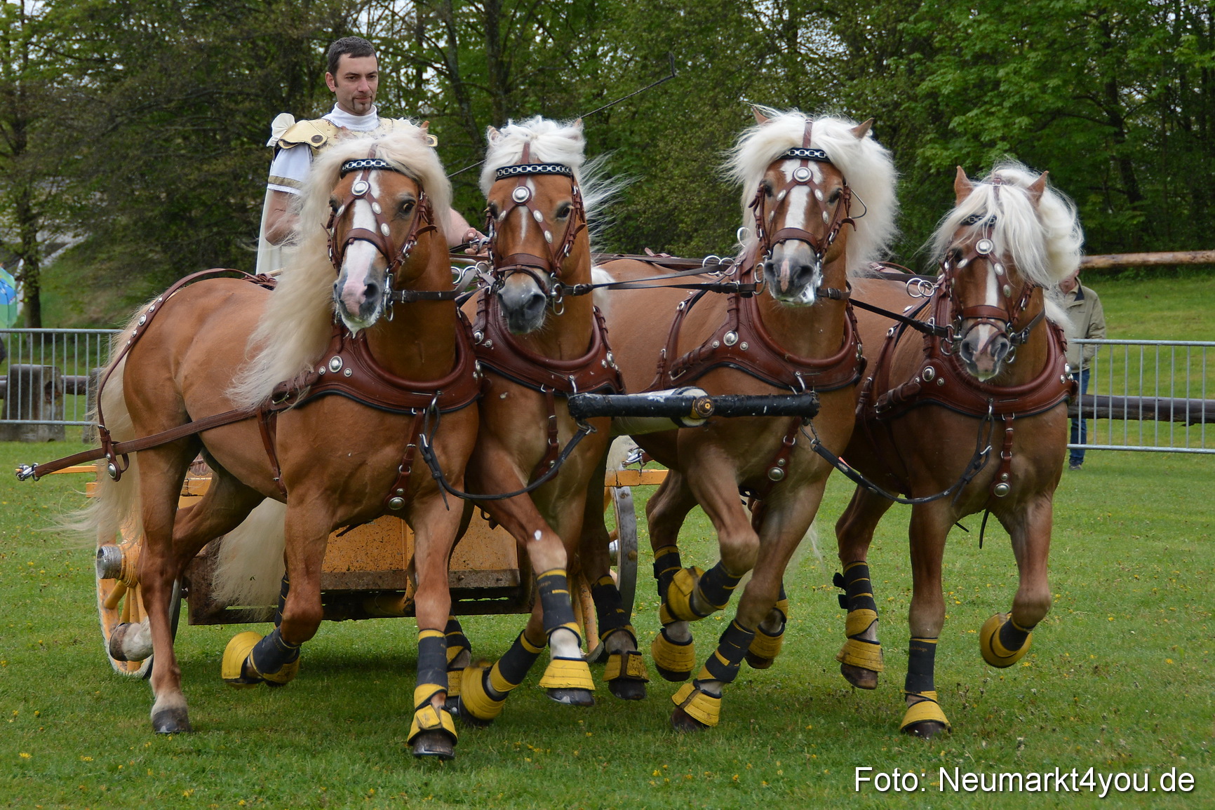 Haflingertreffen Fruehlingsfest 010515 0164