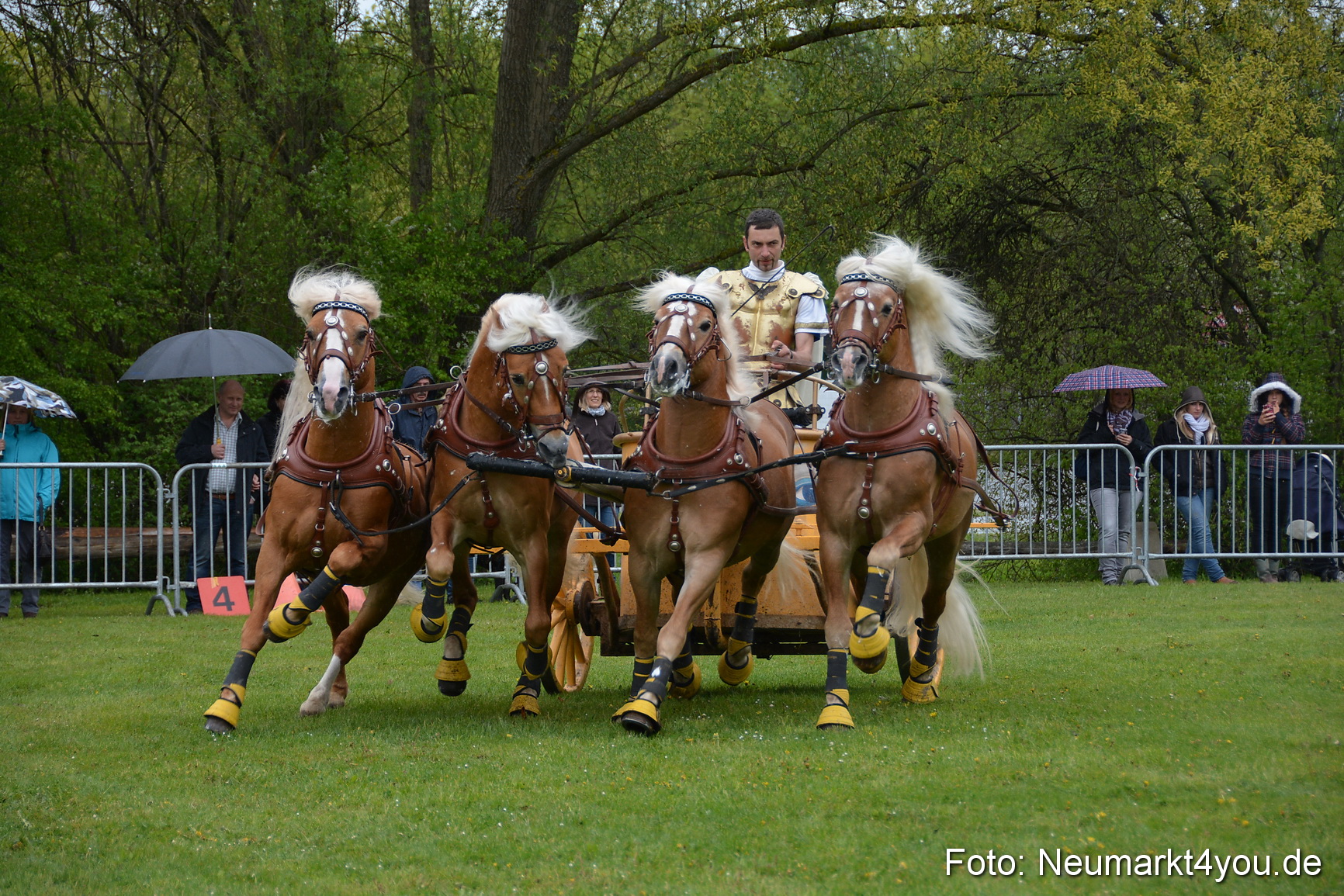 Haflingertreffen Fruehlingsfest 010515 0166