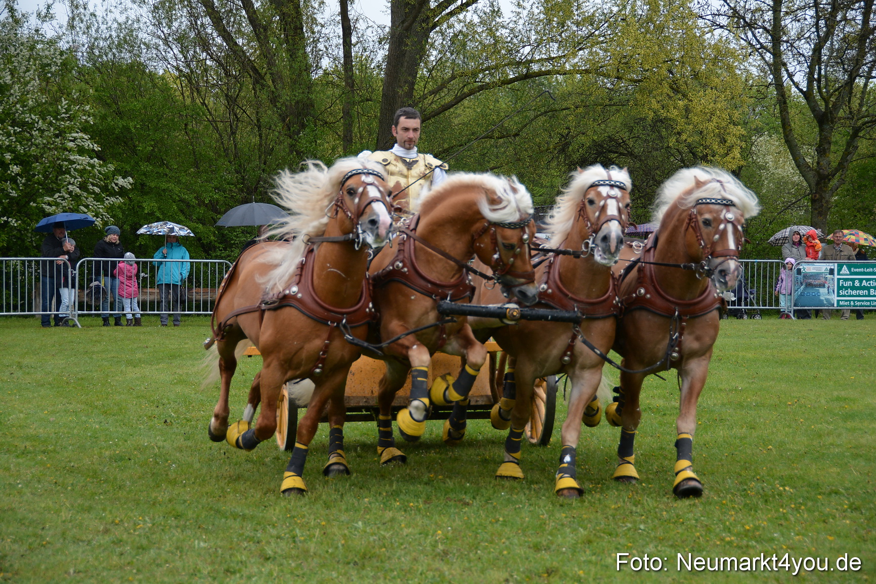 Haflingertreffen Fruehlingsfest 010515 0167