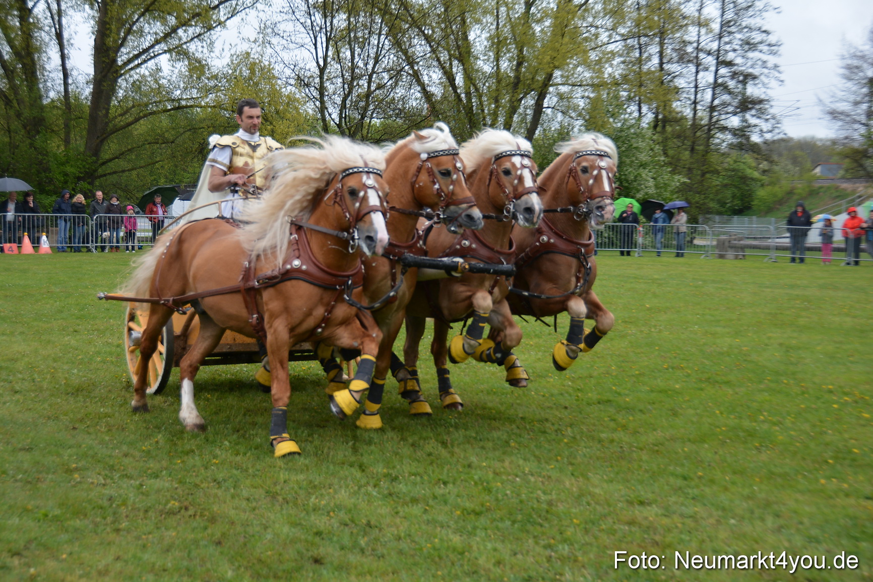 Haflingertreffen Fruehlingsfest 010515 0169