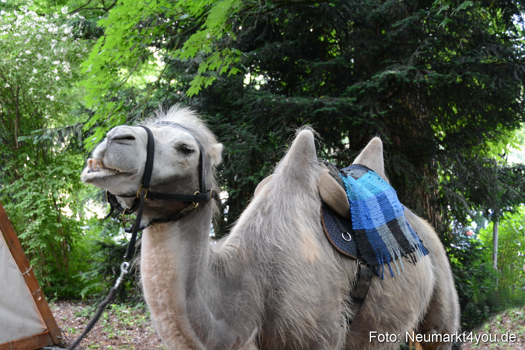 Altstadtfest Neumarkt 2016 0306