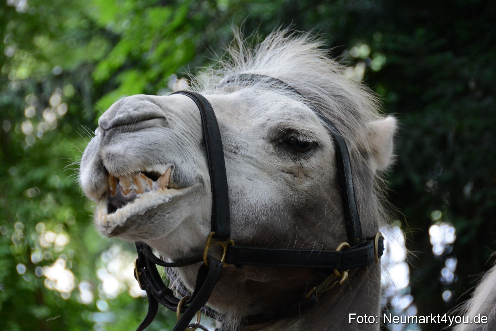 Altstadtfest Neumarkt 2016 0307