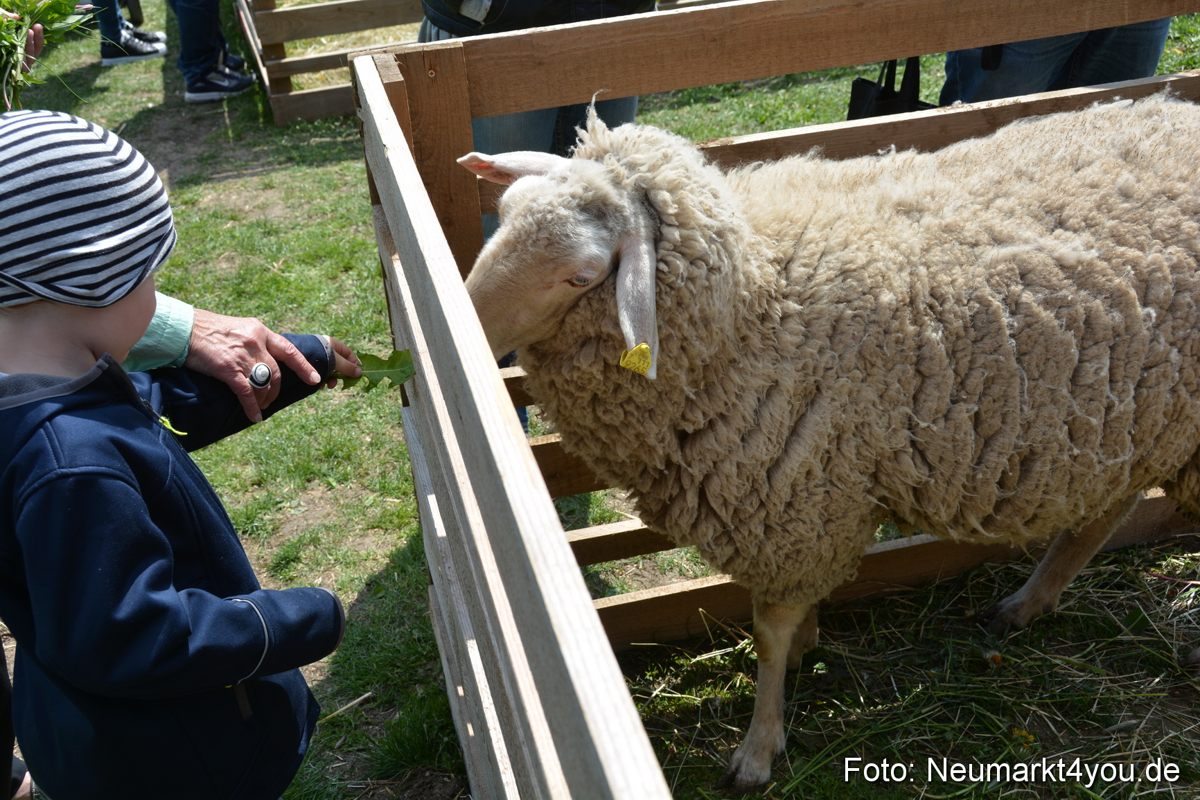 Eselfest in Stauf 050516 0003