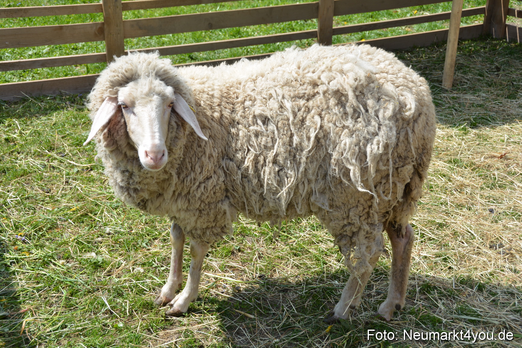 Eselfest in Stauf 050516 0004