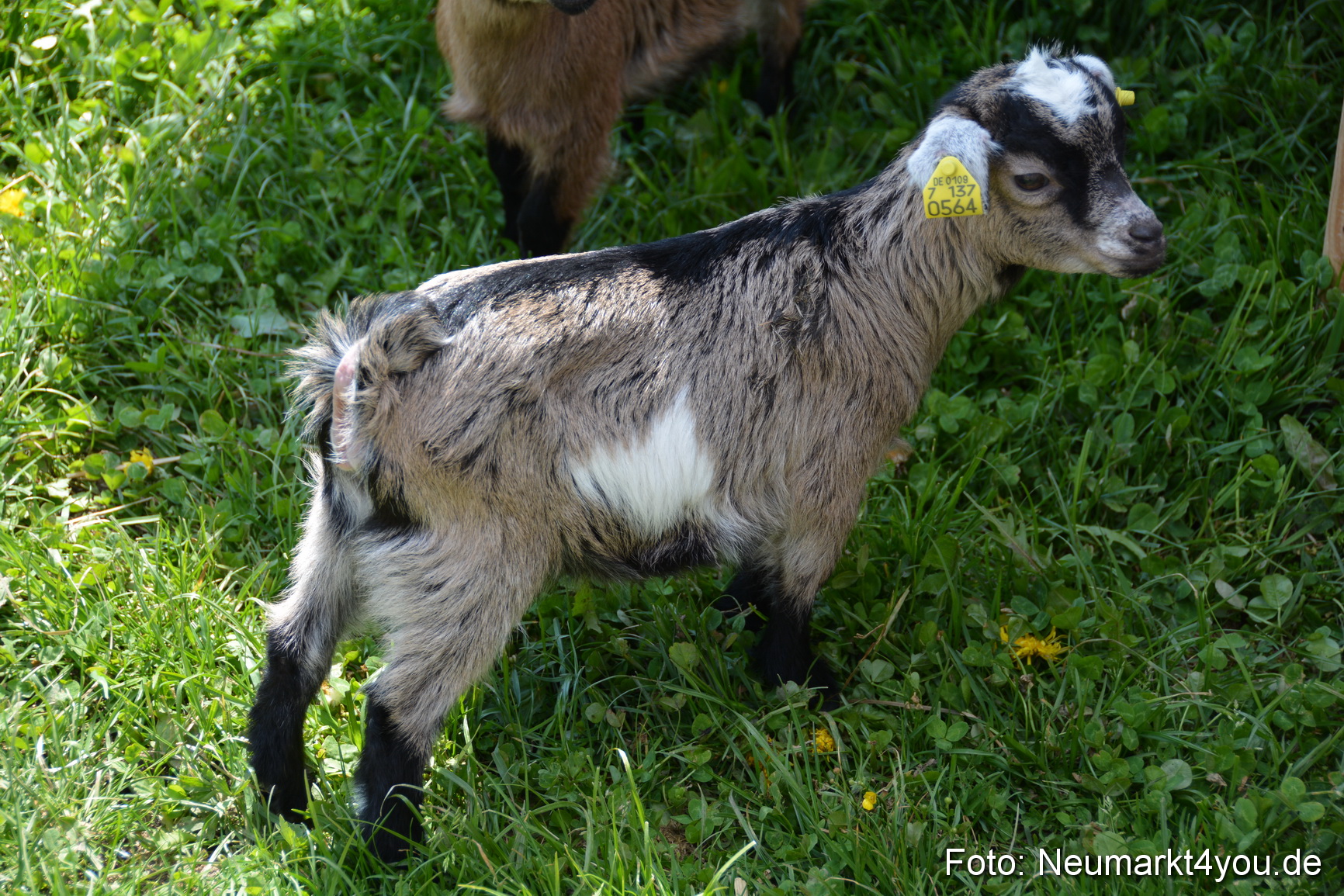 Eselfest in Stauf 050516 0005