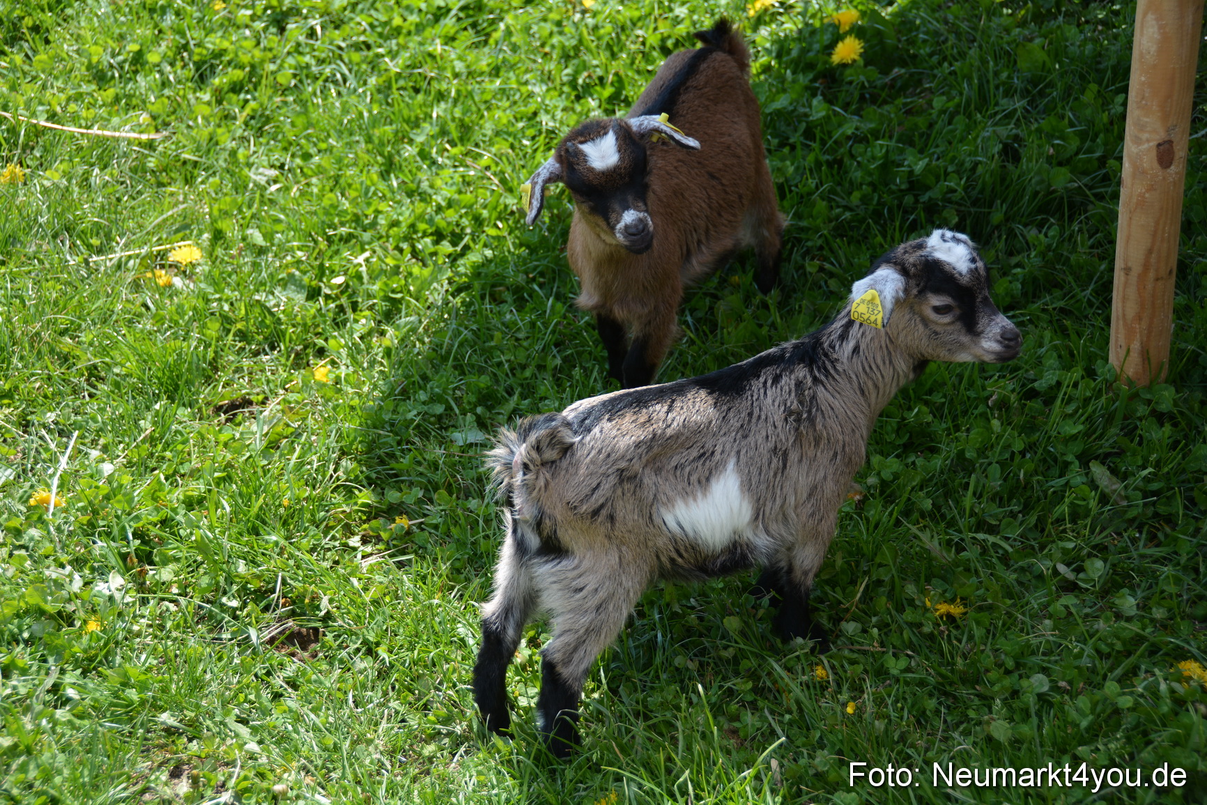 Eselfest in Stauf 050516 0006