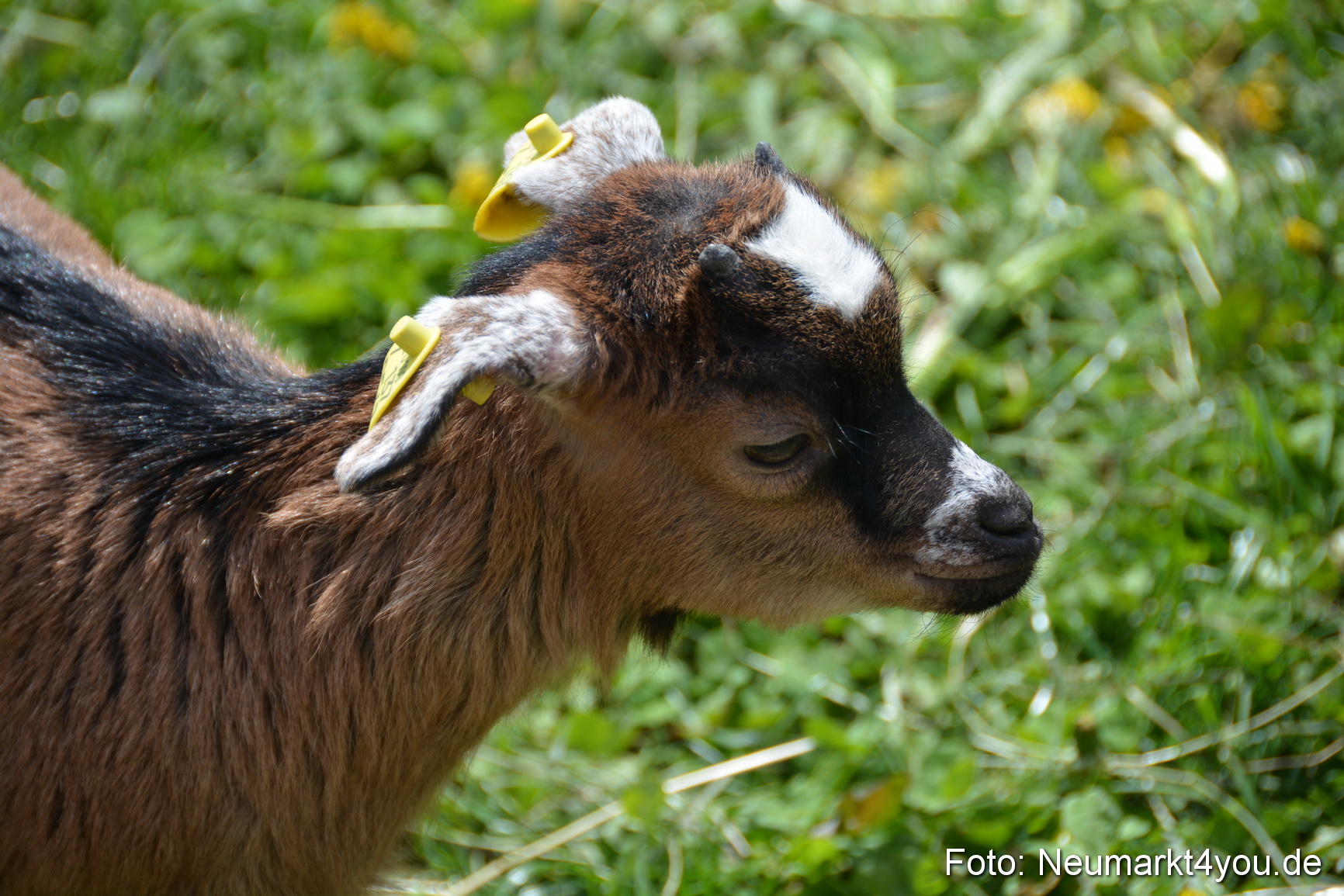 Eselfest in Stauf 050516 0007