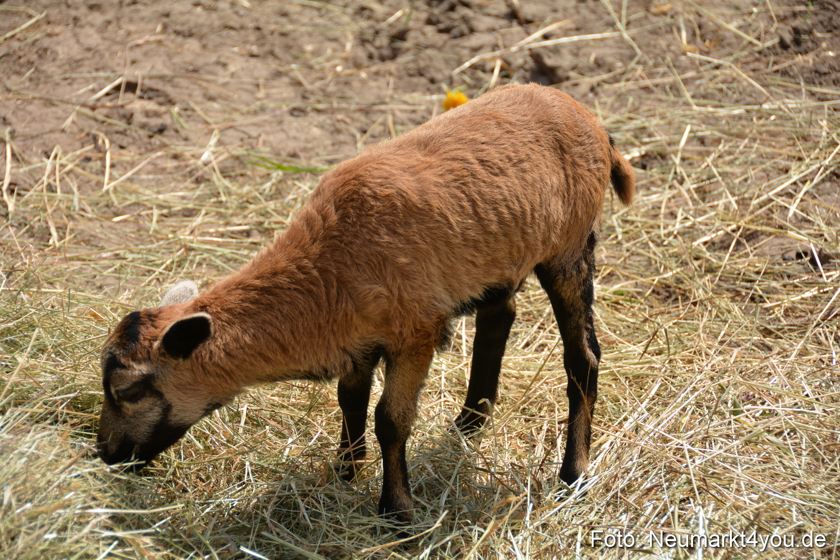 Eselfest in Stauf 050516 0009