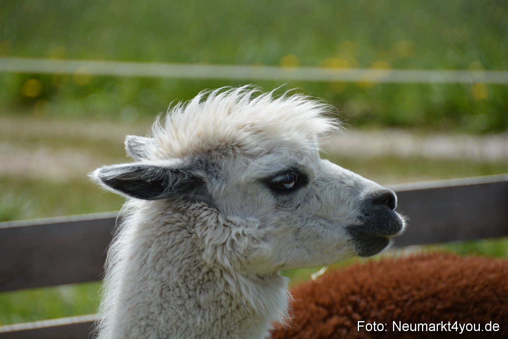 Eselfest in Stauf 050516 0011