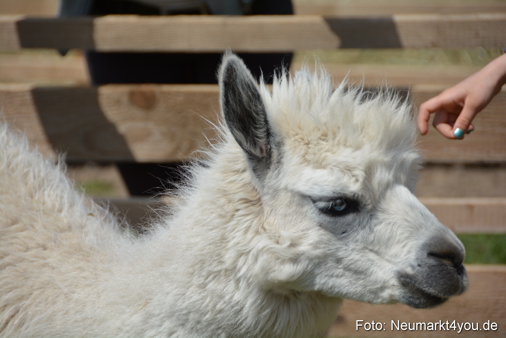 Eselfest in Stauf 050516 0013