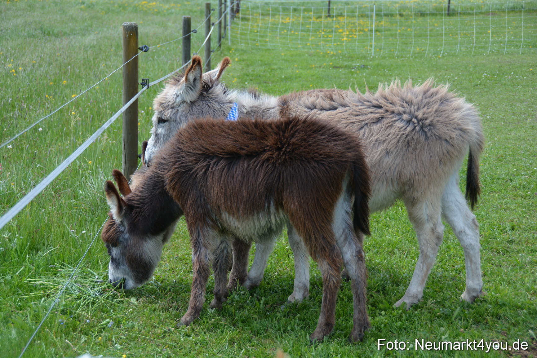 Eselfest in Stauf 050516 0016