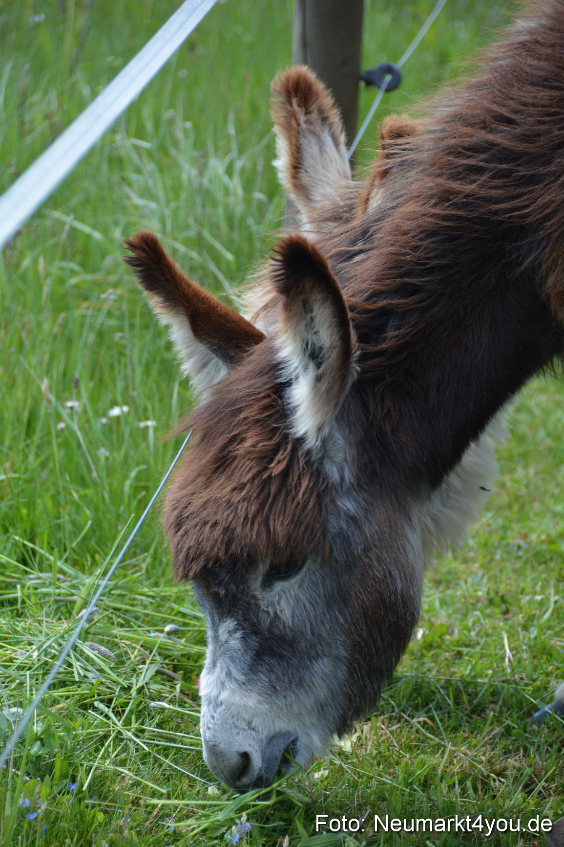 Eselfest in Stauf 050516 0017