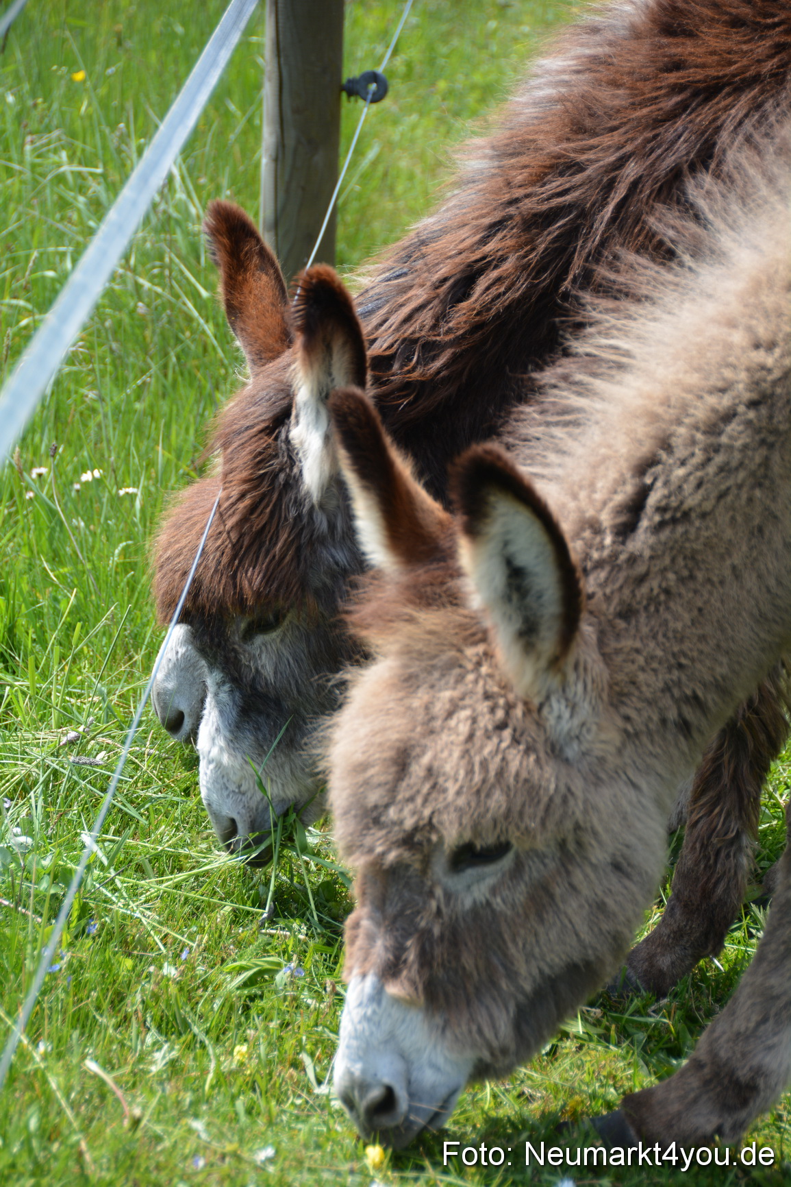 Eselfest in Stauf 050516 0018