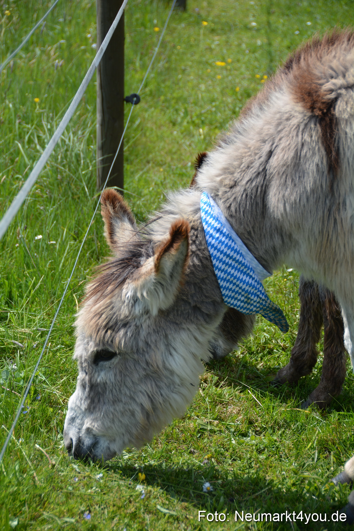 Eselfest in Stauf 050516 0019