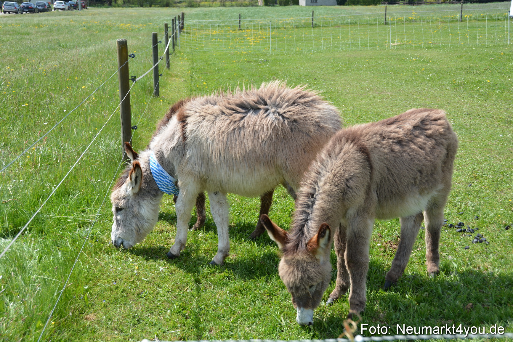 Eselfest in Stauf 050516 0020