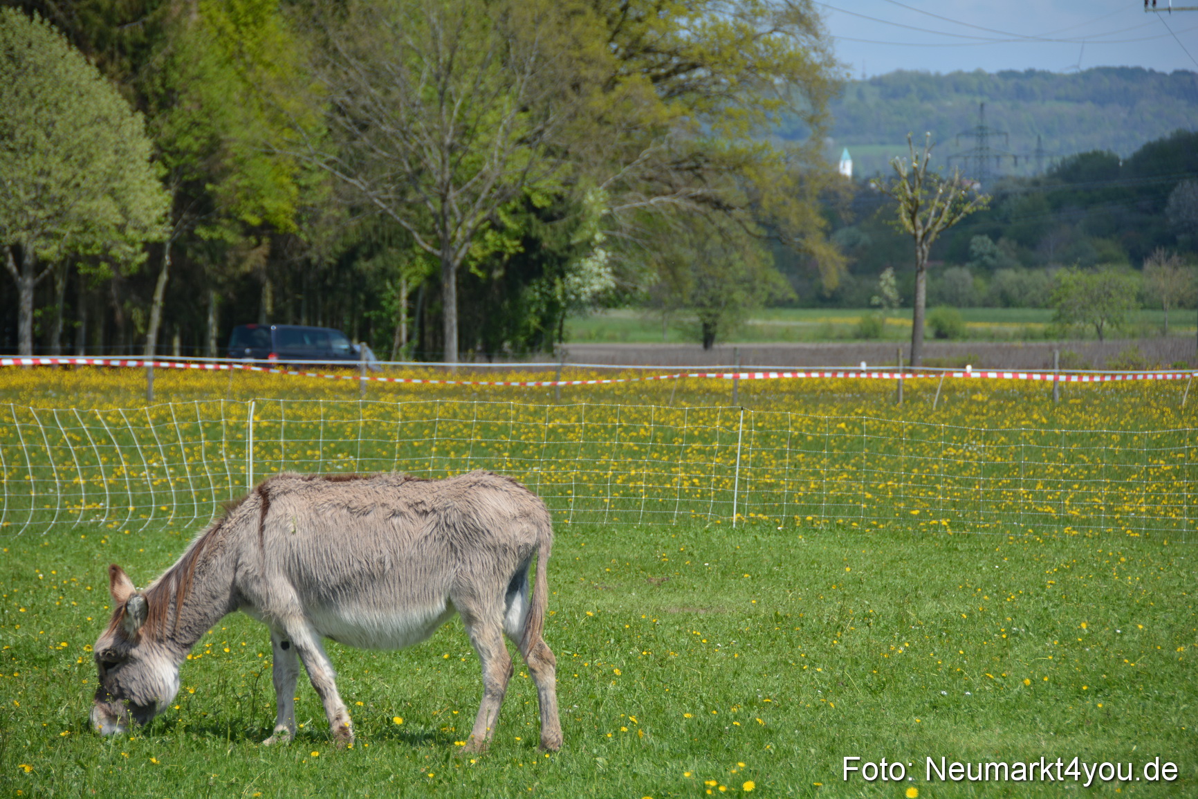 Eselfest in Stauf 050516 0021