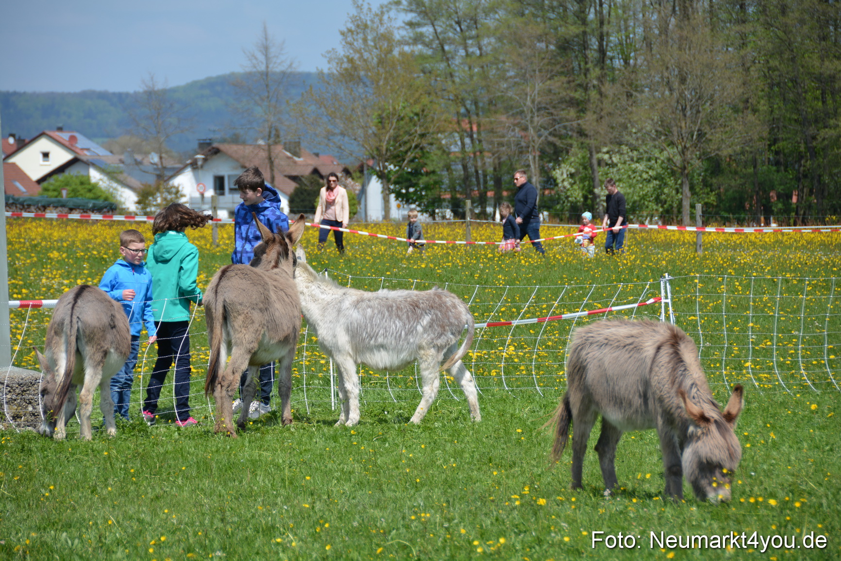 Eselfest in Stauf 050516 0022