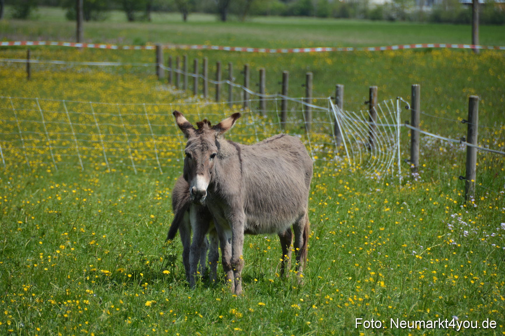 Eselfest in Stauf 050516 0023