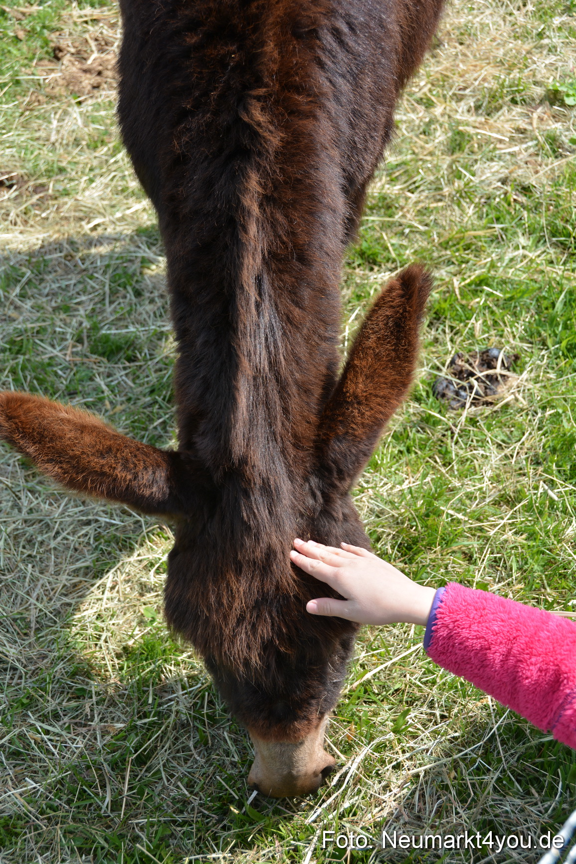 Eselfest in Stauf 050516 0024