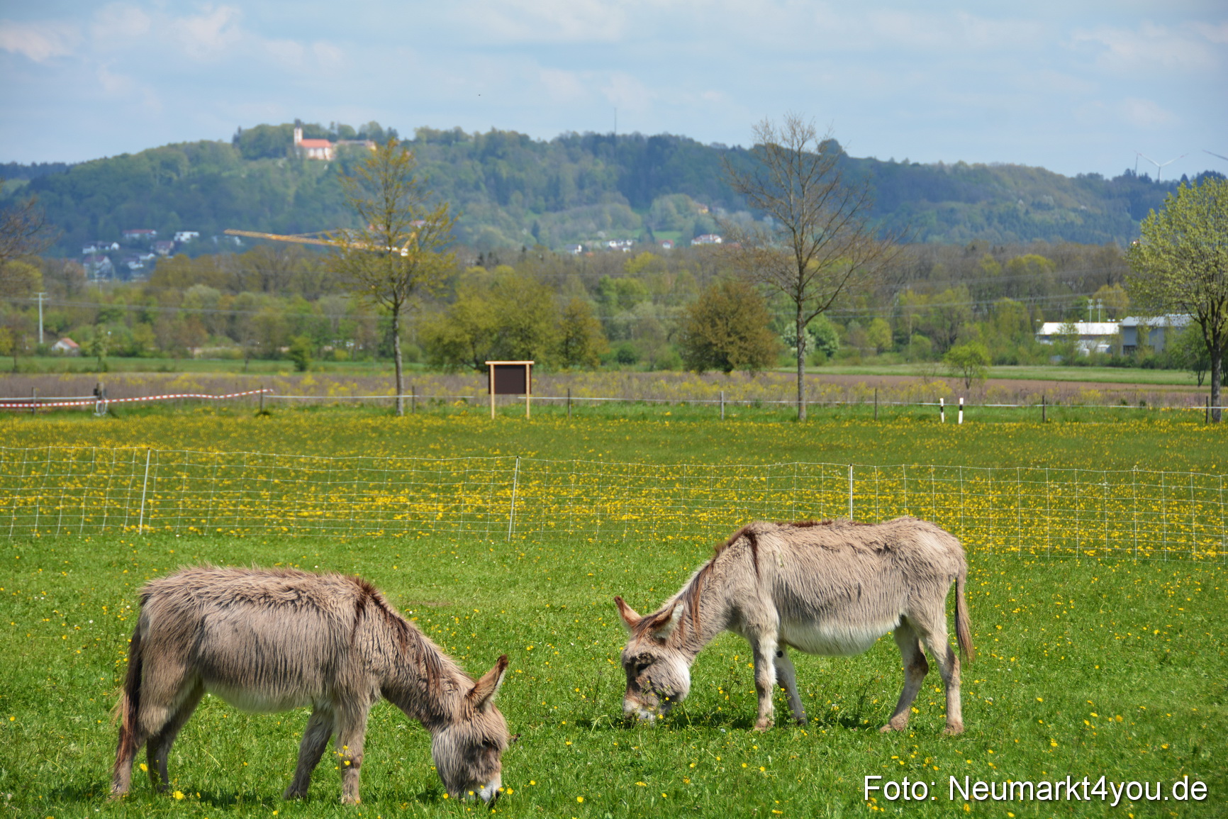 Eselfest in Stauf 050516 0025