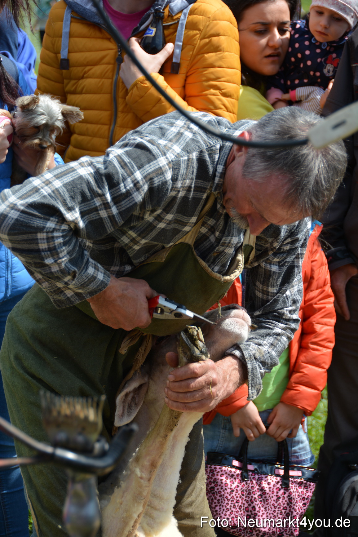 Eselfest in Stauf 050516 0031