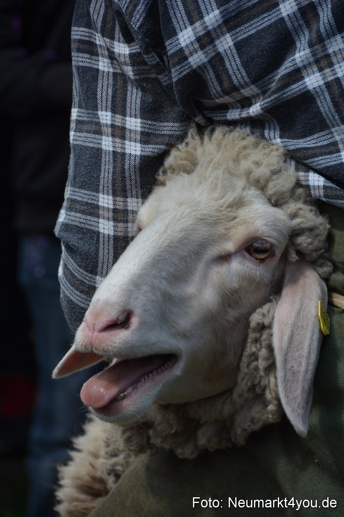 Eselfest in Stauf 050516 0035