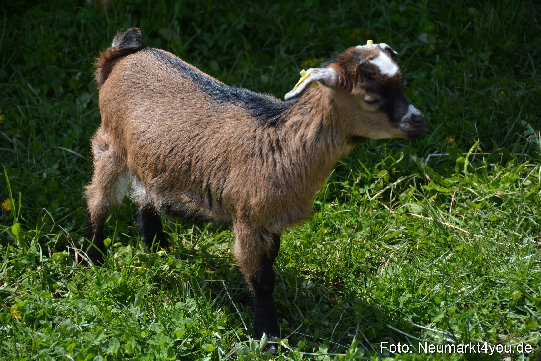 Eselfest in Stauf 050516 0037